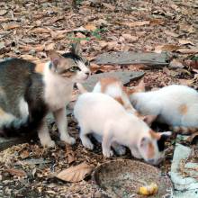 Mama and kittens eating breakfast