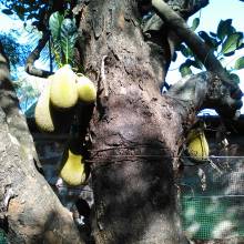 Jack fruit