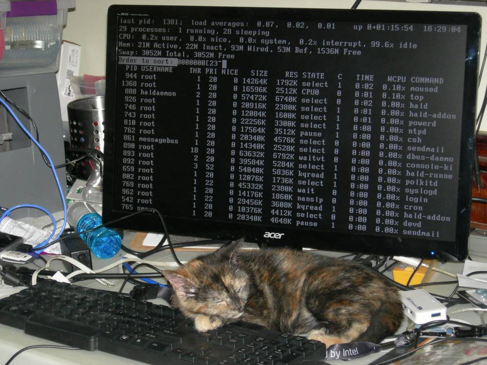 FreeBSD kitten