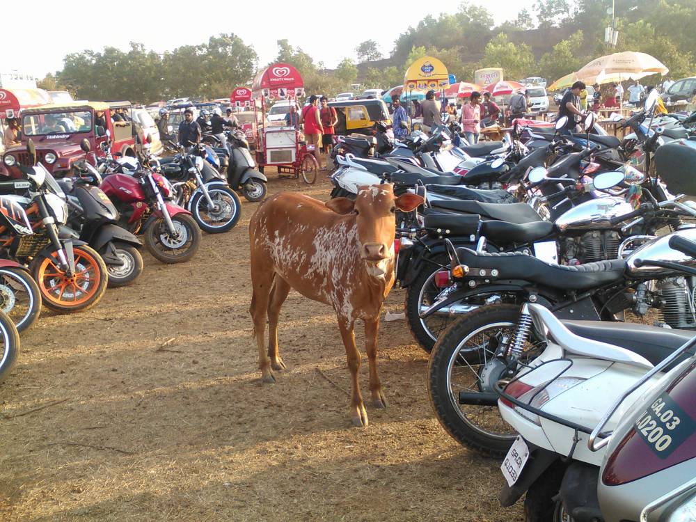 Cow attending India Bike Week 2015