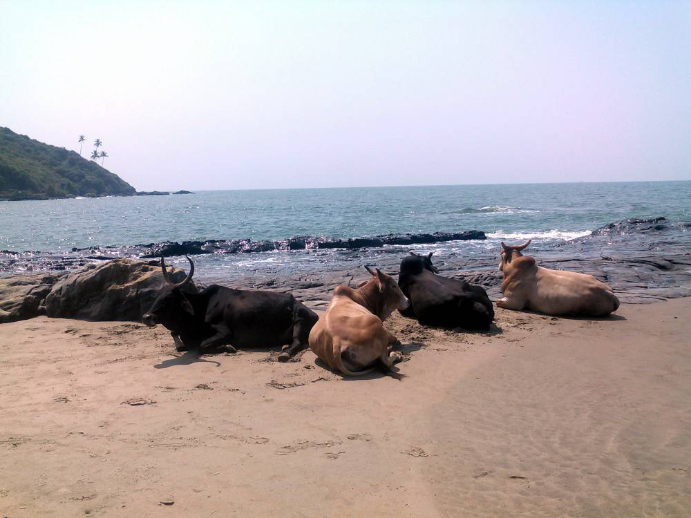 Cows on the beach at Vagator