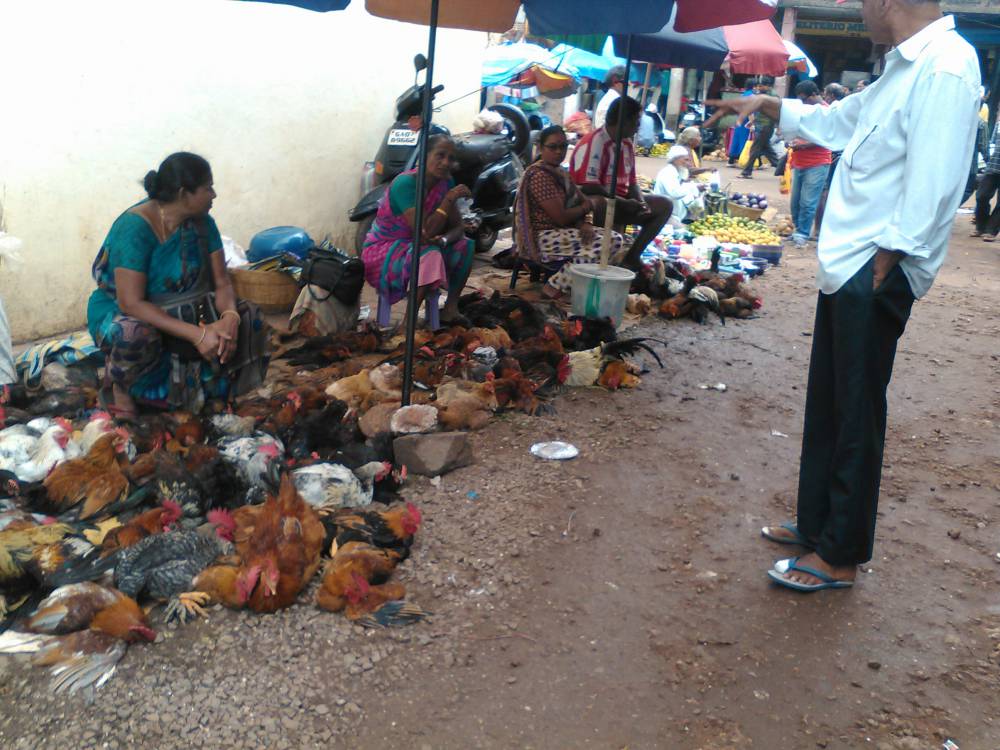 Keep your ducks in a row, and your chickens... stoned?